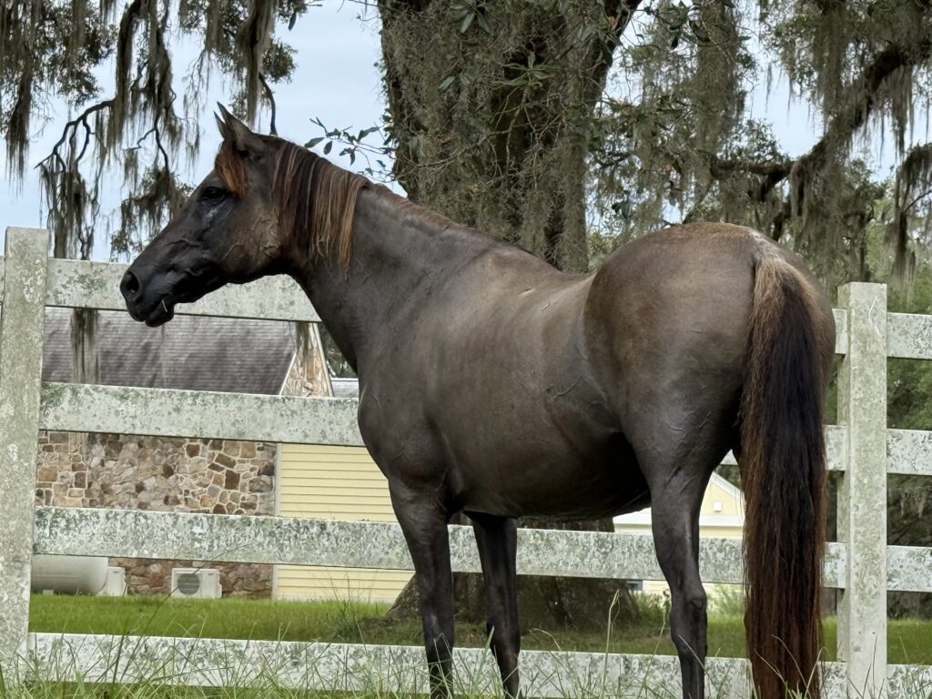 Equine Therapy in Tallahassee, Florida