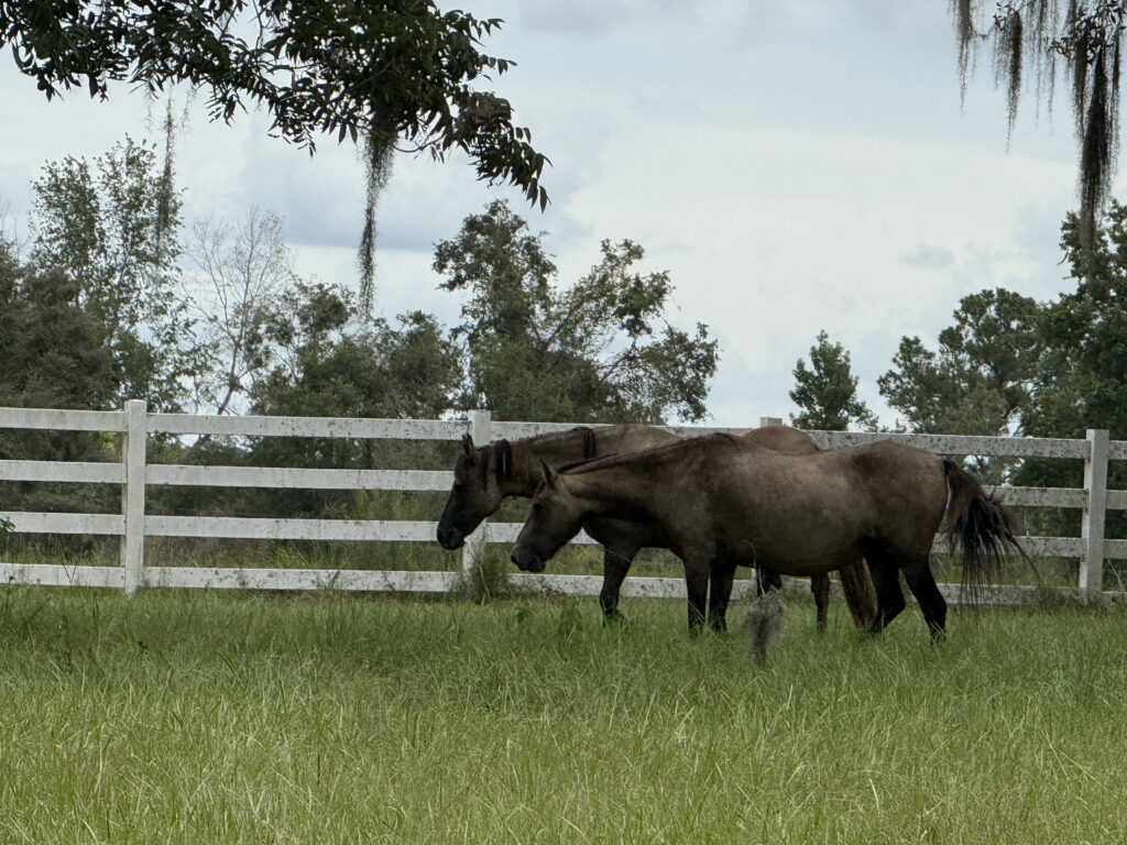 Equine Assisted Therapy in Florida